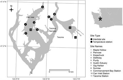 Wild populations of Pacific oysters (Magallana gigas) emerge during the blob heatwave in south Puget Sound, Washington USA
